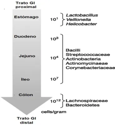 Figura 2: Composição da microbiota intestinal  Adaptada de: (de Almada et al., 2015) 