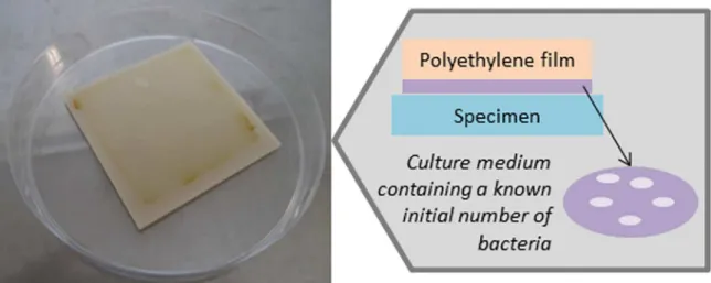 Figure 1. Representative scheme of antibacterial assay composed by TPE specimen, bacterial suspension, and the polyethylene ilm