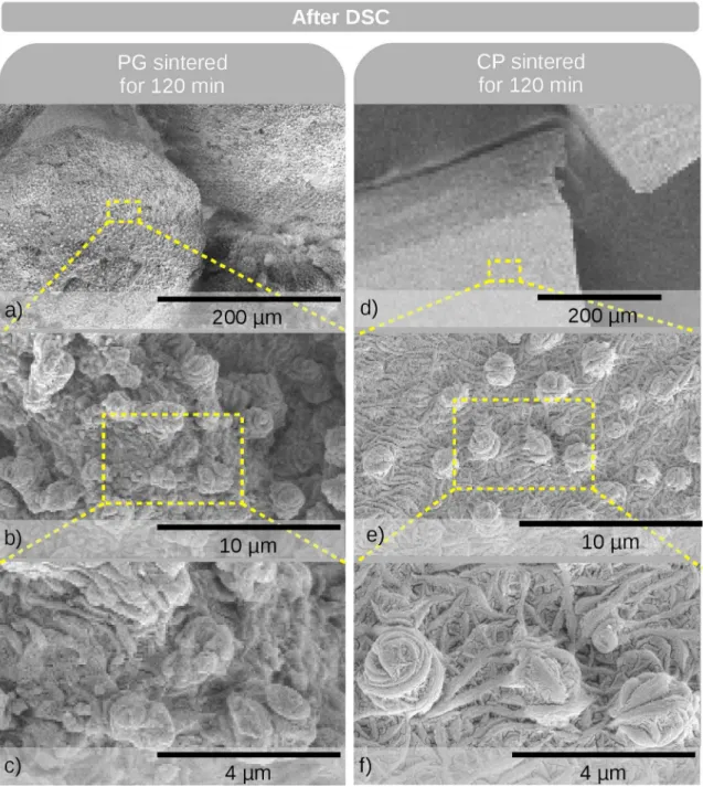 Figure 6. Typical SEM micrographs of PG (a-c) and CP (d-f) samples sintered for 120 min after being subjected to DSC analysisformed by the coalescence of the warts