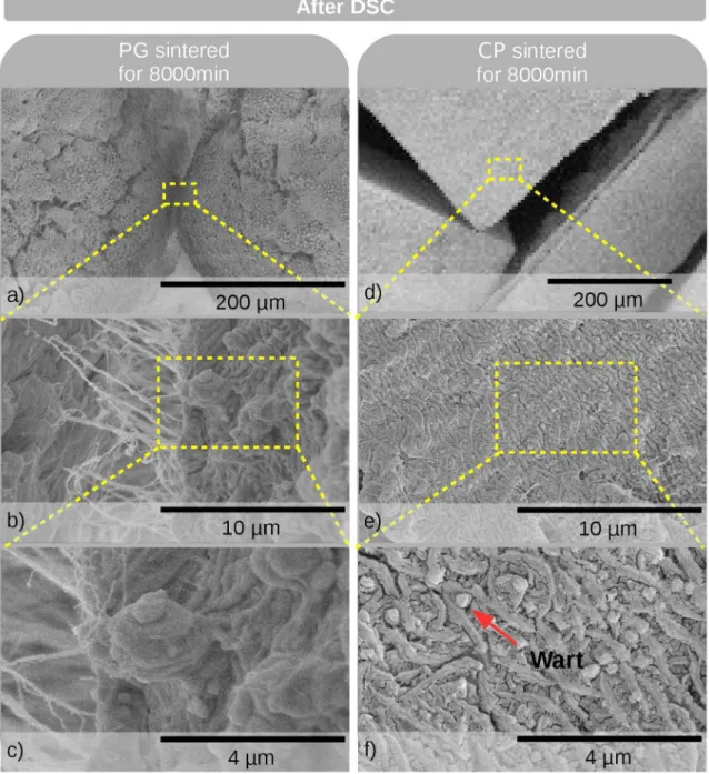 Figure 7. Typical SEM micrographs of PG (a-c) and CP (d-f) samples sintered for 8,000 min and then subjected to further DSC analysis