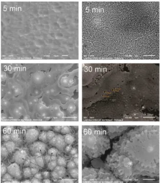 Figure 5 shows the micrographs in top and cross section  of the anodized samples of oxalic acid without HF.