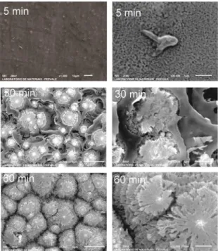Figure 7. SEM micrography of the anodized niobium at 0.30 M  oxalic acid with 2.24% HF at 5 minutes, 30 minutes and 60 minutes  (12.73 mA/cm², 100 V).