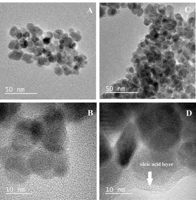 Figure 1. Transmission electronic microscopy images of the hydrophilic nanoparticles (A and B) and the hydrophobic nanoparticles  functionalized with oleic acid (C and D).