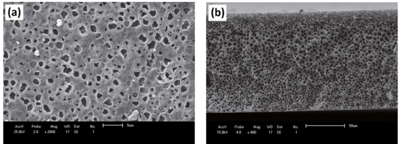 Figure 3. SEM images of pure PA6/CaCl 2  membrane: (a) top surface and (b) cross-section.