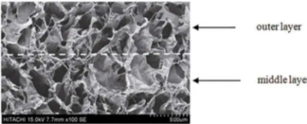 Figure 1: SEM image for interface inside the porous multi-layer  scafolds. Dotted white line indicates interface zone.