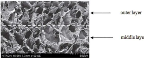 Figure 1: SEM image for interface inside the porous multi-layer  scafolds. Dotted white line indicates interface zone.
