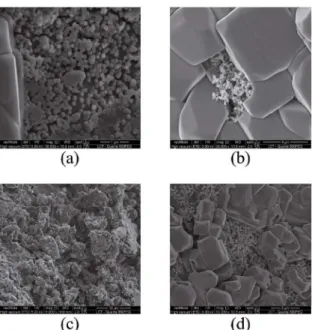 Figure 10: SEM and EDS of (a;a l ) alginate without glycerol, (b;b l )  alginate with glycerol, (c;c l ) chitosan without glycerol, (d;d l ) chitosan  with glycerol, (e;e l ) hybrid without glycerol and (f;f l ) hybrid with  glycerol scafolds in third day 