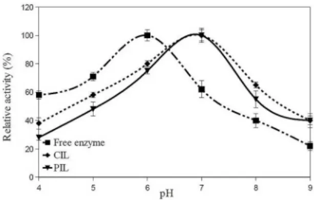 Figure 2: Scanning electron micrographs of (A) the polymeric  support (B) immobilized enyzme on polymer.