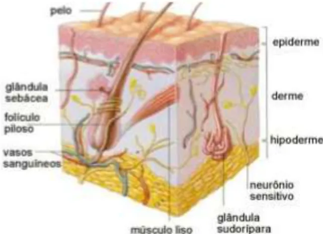 Figura 1 - Estrutura geral da pele (adaptado de  http://www.saopaulo.com.br/dermatologia-pele-anexos-cutaneos/).