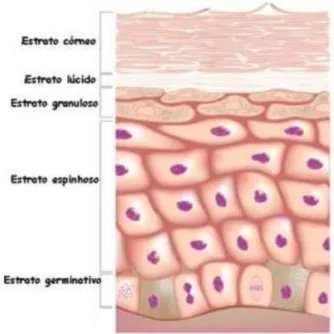 Figura 2 - Estrutura da epiderme (adaptado de  https://www.emaze.com/@ALCOOWLI/Integumentary-system).
