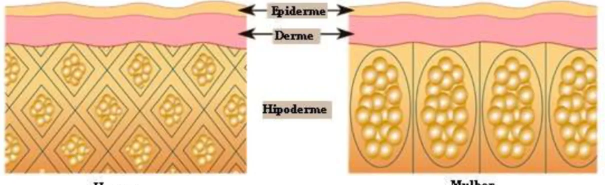 Figura 8 - Diferenças estruturais na pele de homens e mulheres (adaptado de  http://cellulite.comprendrechoisir.com/comprendre/cellulite).
