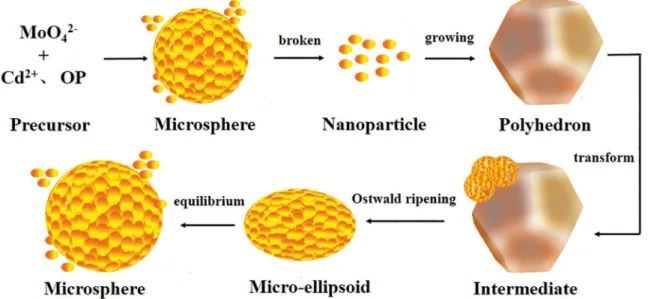 Figure 9: Schematic illustration of the growth process of CdMoO 4  micro-ellipsoids.