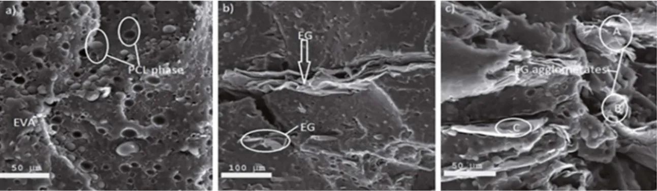 Figure 2: Unetched scanning electron micrographs of a) EVA/PCL blend , b) 70/30 w/w EVA/PCL+ 5phr EG and (c) 70/30 w/w EVA/