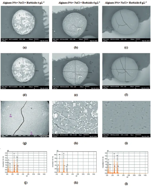 Figure 11: SEM micrographs and EDX spectra of calcium alginate microparticles for 4 g.L -1  herbicide concentration, 6 g.L -1  herbicide  concentration and 8 g.L -1  herbicide concentration.