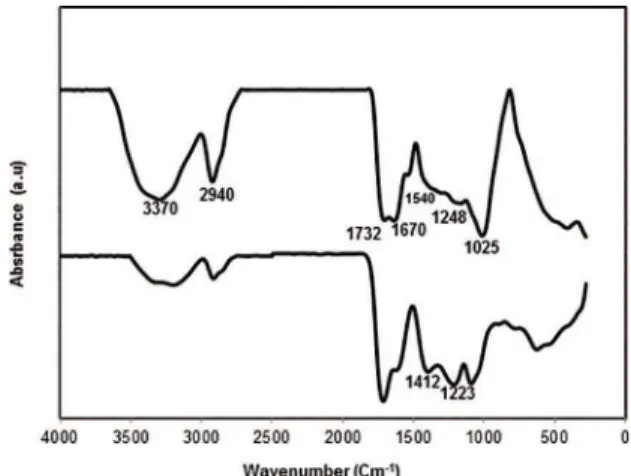 Figure 5: FTIR spectroscopic analysis of sumac extract (a) and  bioformed Au nanoparticles (b)
