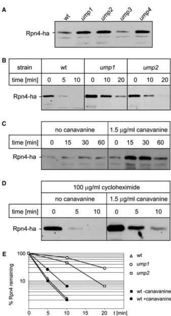 Fig. 3. Rpn4 mediates transcriptional up-regulation of proteasome gene expression in proteasome-deﬁcient ump mutants