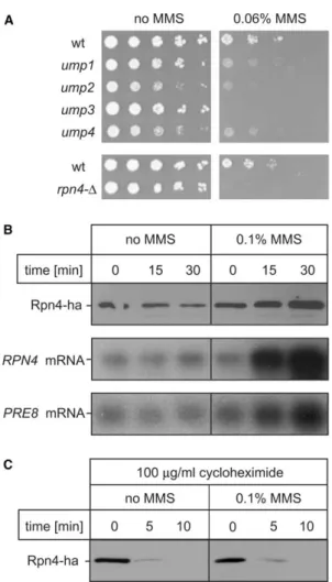Fig. 5. Rpn4 mediates the up-regulation of the proteasome in response to DNA damage. A: rpn4-D and ump mutant strains are hypersensitive to the DNA damaging drug methyl methanesulfonate (MMS)