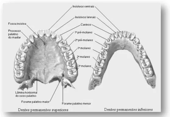 Figura 2 - Anatomia da cavidade oral [adaptada de Netter, 2000]. 