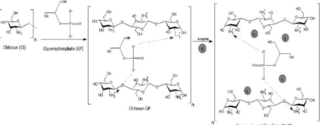 Figure 1. Hypotetic representation of CS-GP matrix formation and lipase immobilization by physical adsorption.