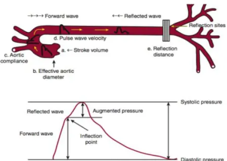 Fig. 1 Formação da onda de pulso e onda reflexa ao longo do sistema arterial e morfologia da onda de  pulso (31) .