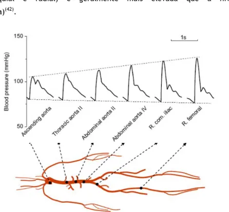 Fig. 2 Representação esquemática das alterações da morfologia do pulso arterial e nos valores da PP ao  longo da árvore arterial (12) 