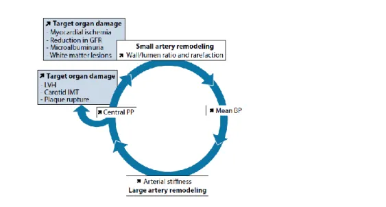 Fig. 3 Um círculo vicioso de  agravamento da micro e macrocirculação em doentes hipertensos (51) 