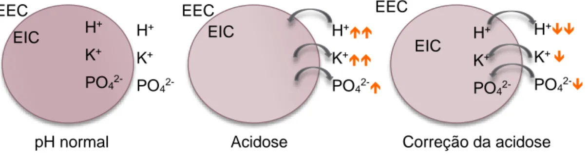 Figura  4:  Deslocação  dos  iões  hidrogénio  (H + ),  potássio  (K + )  e  fosfato  (PO 4 2- )  no  espaço  extracelular (EEC) e no espaço intracelular (EIC) num indivíduo saudável, em acidose e após  correção  da  acidose/insulinoterapia  (  aumento;  