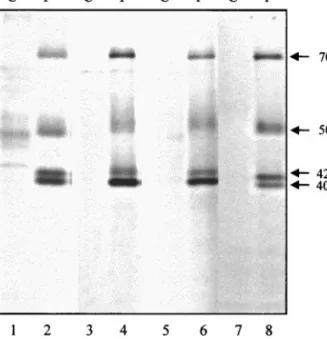 FIG. 1. Proteins secreted by HdV-infected lepidopteran cells. Proteins were detected by autoradiography after [ 35 S]methionine labeling (4-h pulse) followed by 12.5% SDS–PAGE