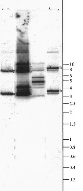 FIG. 4. Hybridization pattern of genomic HdV DNA with the M-group cDNAs. Lane 1 shows the pattern of total genomic HdV DNA, observed after hybridization of BamHI–HindIII-digested 32 P-labeled viral DNA with undigested viral DNA (2 m g per lane, 10 h exposu