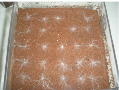 Figura 2. Organização dos 25 esclerócios sobre a superfície do solo. 