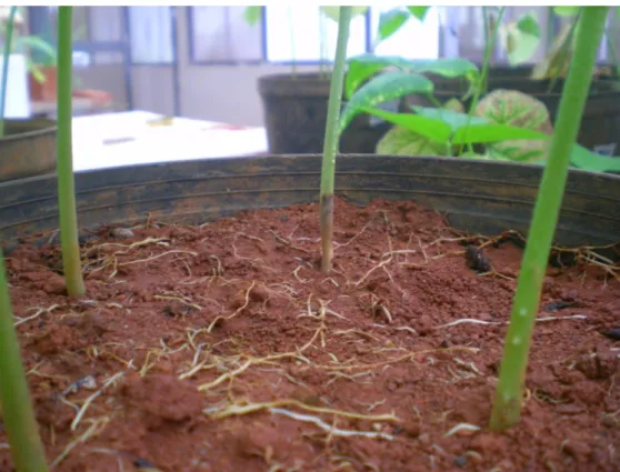 Figura 4. Podridão no colo da planta de feijoeiro causado por  Sclerotium rolfsii . 