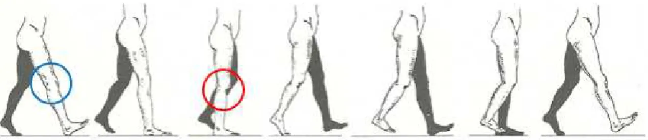 Figure 1: A detailed schematic of knee joint, when shank and thigh are aligned.
