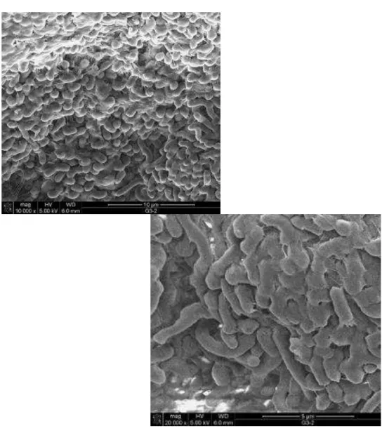 Figure 8: SEM micrographs for Dry HDPE mixed with 5% of Dry nanoclay before melting process