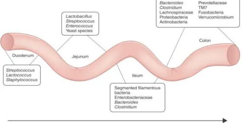 Figure 4. Composition and spatial distribution of microbiota along the mammalian intestinal  tract (Brown et al., 2013) 