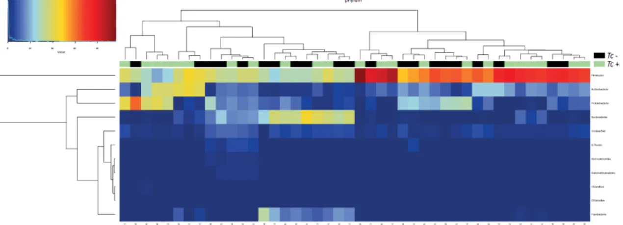 Figure 7.  Hierarchical clustering heatmap of the composition of the faecal microbiota phyla  of Toxocara cati-positive (Tc+) and T