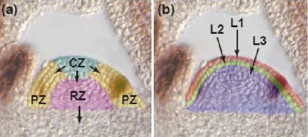 Fig 3 Histology of the shoot apical meristem (SAM). a) zones of SAM defined by cytoplasmic densities and cell division rate: peripheral zone (PZ); central zone (CZ) and rib zone (RZ); b) SAM defined by different clonally distinct layers of cells: epidermal