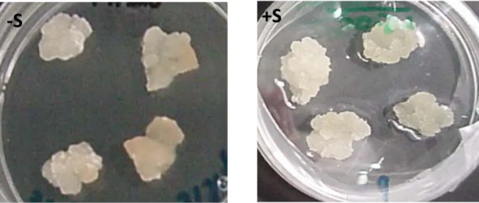 Fig. 5 Vitis callus in MS -S and +S medium after the first week of the first growth cycle