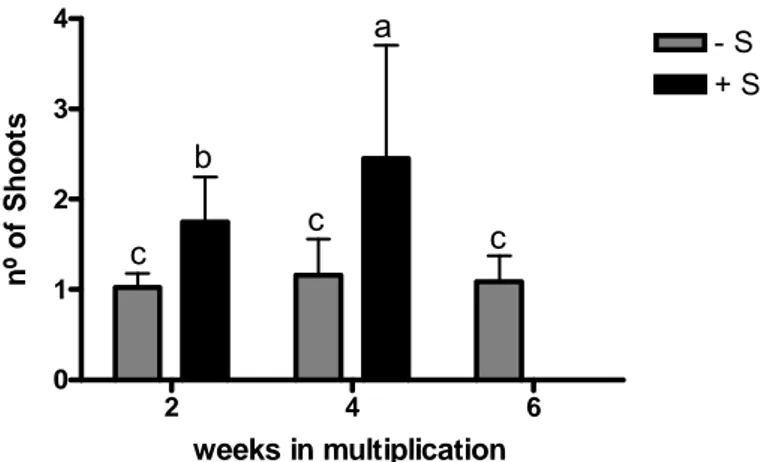 Fig. 15 Total chlorophyll (mg cm -2 ) in leaves of in vitro shoots grown for 2, 4 and 6 weeks in deficient (–S)  and replete (+S) multiplication conditions