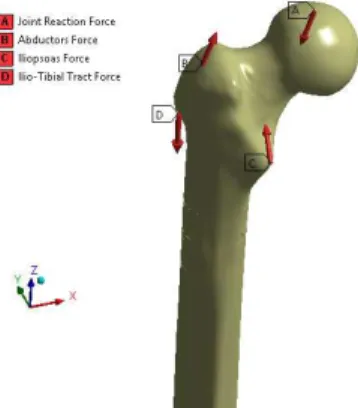 Figure 3: (a) Path created to extract the results and (b) Mesh used on the F.E. simulations.