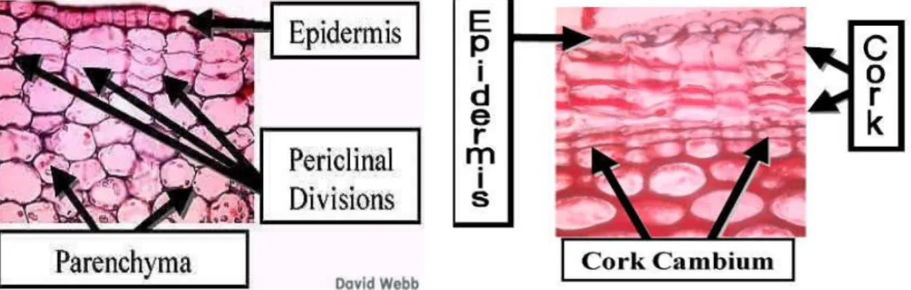 Figure 4. Phellogen cells division and cork formation 