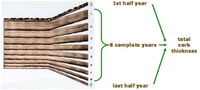 Figure 7.  Scheme of counting rings for determination the age of cork  Source: Pereira, 2007 