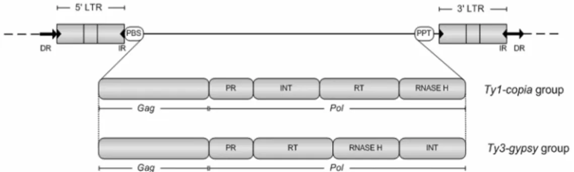 Figure 1. Structural features of copia and gypsy retrotransposons. LTR, long terminal repeat; 