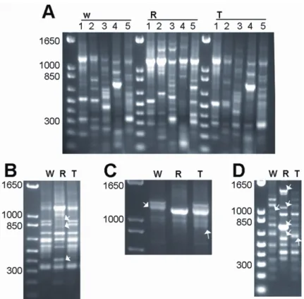 Figure 3. IRAP, REMAP and ISSR banding profiles of wheat (W), rye (R), triticale (T).  (a) grouped by species, obtained with IRAP and REMAP utilizing primer combination Nikita/Nikita (1),  Nikita/Sabrina (2), Nikita/Sukkula (3), Nikita/(GA)9C  (4), Nikita/