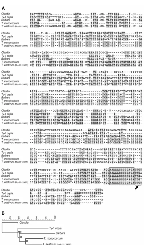 Figure 5. Sequence alignment of the clone Mob-11-1200 from T. aestivum with several copia  retrotransposons