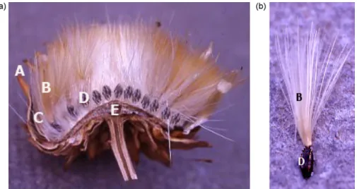 Fig. 1 – Longitudinal cut of the Cynara cardunculus L. head at harvest time (a). Macroscopic view of pappus link to achene (b).