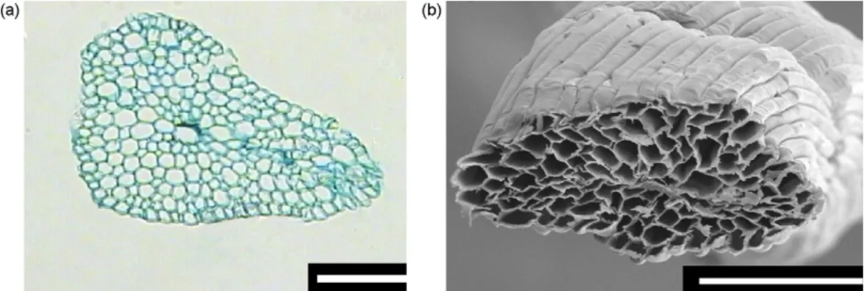 Fig. 5 – Transverse sections of a C. cardunculus L. hair observed in optical microscopy with 125 × magniﬁcation (a) and in scanning electron microscopy (SEM) (b)
