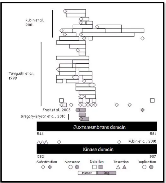 Figure 3 - Comparison between mutation in canine and human GIST (modified from Gregory-Bryson  et al., 2010)