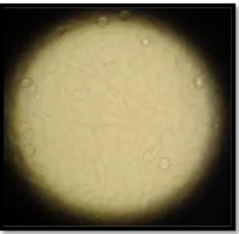 Figure 11 - HGC27 cell-line (original). 