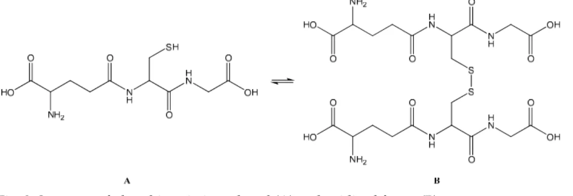 Fig. 8. Structure of glutathione in its reduced (A) and oxidized forms (B) 