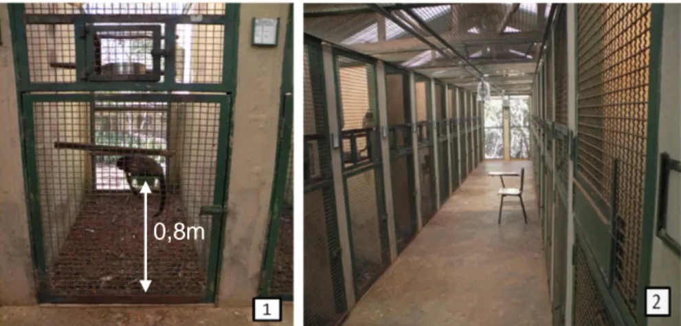 Figura 3.  Imagens dos viveiros do pavilhão de calitriquídeos do CPUnB: (1) vista de  frente; e (2) vista do corredor de segurança partir da entrada